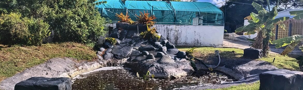 Bassin avec rocailles et plantes au milieu d'un jardin, avec une serre ombragée en arrière-plan